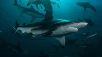 Pianeta squalo