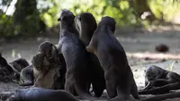La vita segreta delle lontre