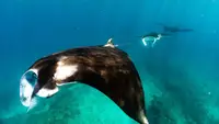 Ningaloo - Meraviglie sottomarine d'Australia