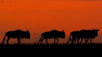 I nomadi del Serengeti