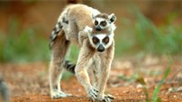 Le bande dell'isola dei lemuri