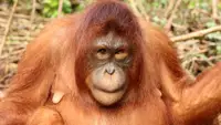 Diventare orangotanghi