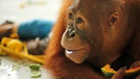 La scuola di sopravvivenza degli oranghi