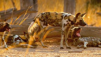Cani selvaggi d'Africa - I licaoni