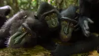 La gang dei babbuini
