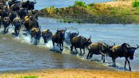 I nomadi del Serengeti